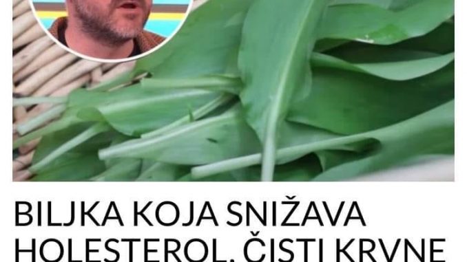 BILJKA KOJA SNIŽAVA HOLESTEROL ČISTI KRVNE SUDOVE I UBIJA KANDIDU