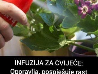 INFUZIJA ZA CVIJEĆE: Oporavlja, pospješuje rast biljaka, a pravi se od samo 2 sastojka! (RECEPT)