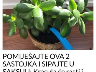 POMIJEŠAJTE OVA 2 SASTOJKA I SIPAJTE U SAKSIJU: Krasula će rasti i cvjetati kao luda