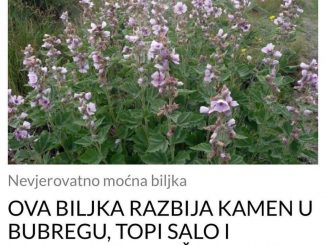 OVA BILJKA RAZBIJA KAMEN U BUBREGU, TOPI SALO I MAKSIMALNO JAČA IMUNITET: Evo kako se priprema (RECEPT)