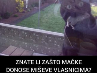 ZNATE LI ZAŠTO MAČKE DONOSE MIŠEVE VLASNICIMA?  Postoji jako dobar razlog: EVO ŠTA VAM MAČKA POKUŠAVA REĆI