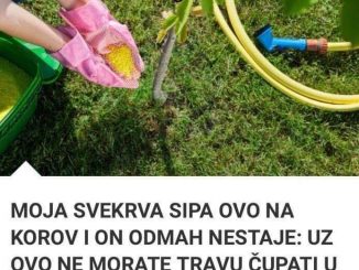 MOJA SVEKRVA SIPA OVO NA KOROV I ON NESTAJE: Uz ovo ne morate travu čupati u dvorištu, a biljkama nećete naštetiti!