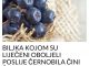 BILJKA KOJOM SU LIJEČENI OBOLJELI POSLIJE ČERNOBILA ČINI ČUDA: Ali 1 grupa ljudi je ne smije konzumirati