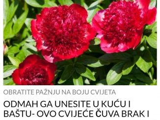 ODMAH GA UNESITE U KUĆU I BAŠTU- OVO CVIJEĆE ČUVA BRAK I TJERA NEGATIVNU ENERGIJU