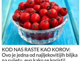 KOD NAS RASTE KAO KOROV:  Ovo je jedna od najljekovitijih biljka na svijetu, evo kako se koristi! (RECEPT)