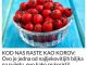 KOD NAS RASTE KAO KOROV:  Ovo je jedna od najljekovitijih biljka na svijetu, evo kako se koristi! (RECEPT)