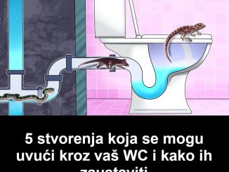 5 životinja koja se mogu uvući kroz vaš WC i kako ih zaustaviti