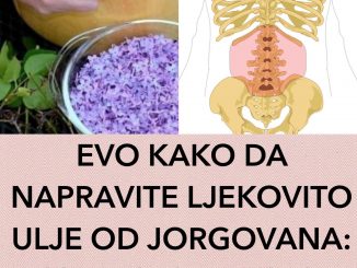 EVO KAKO DA NAPRAVITE LJEKOVITO ULJE OD JORGOVANA:  Otklanja bolove u leđima i koljenima!